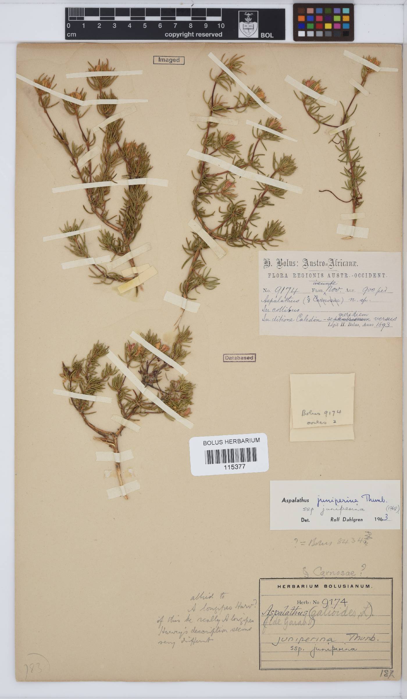 Aspalathus juniperina image