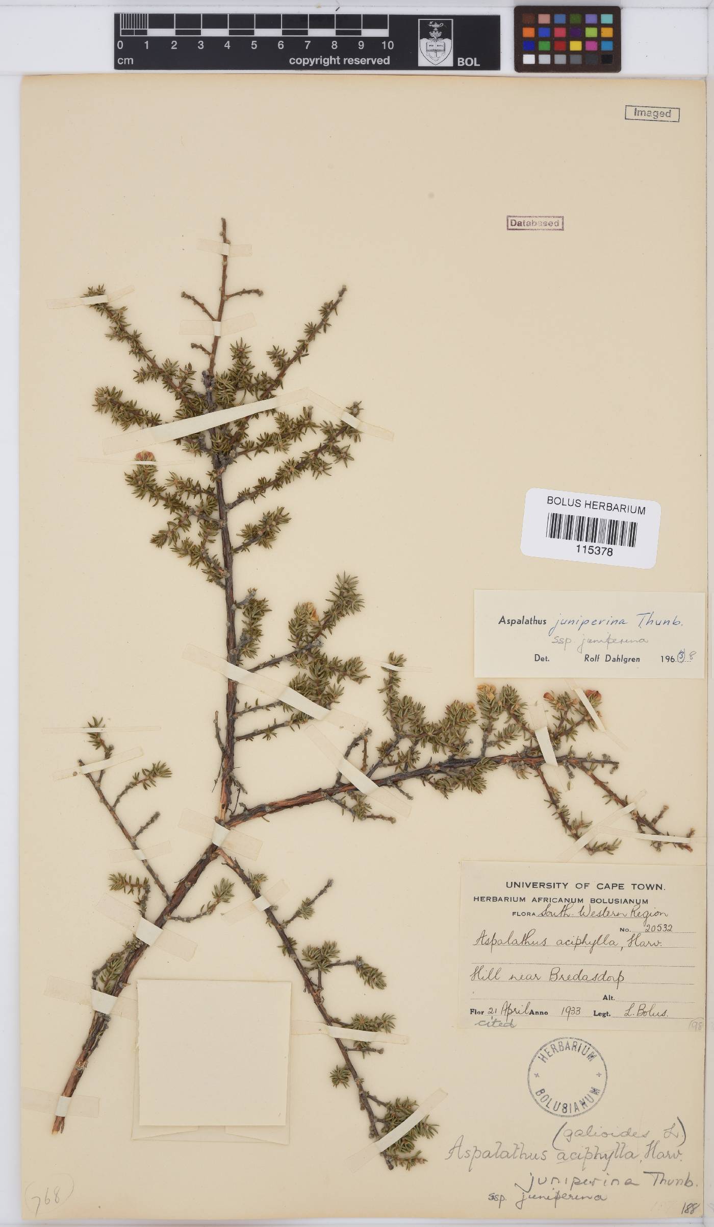 Aspalathus juniperina image