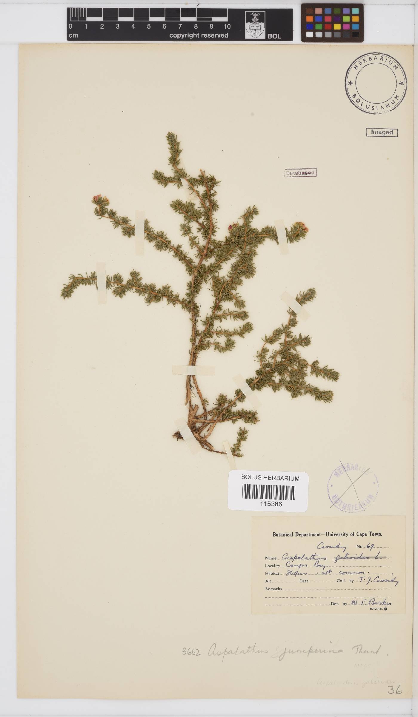 Aspalathus juniperina image