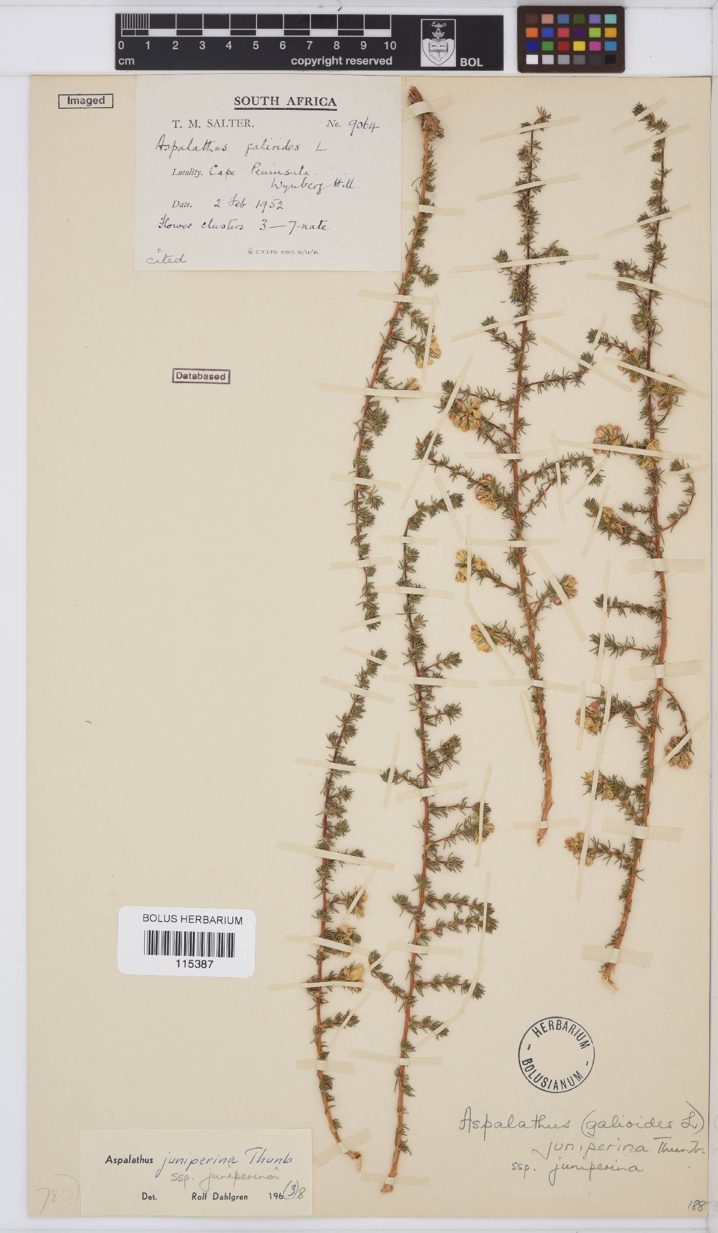 Aspalathus juniperina subsp. juniperina image