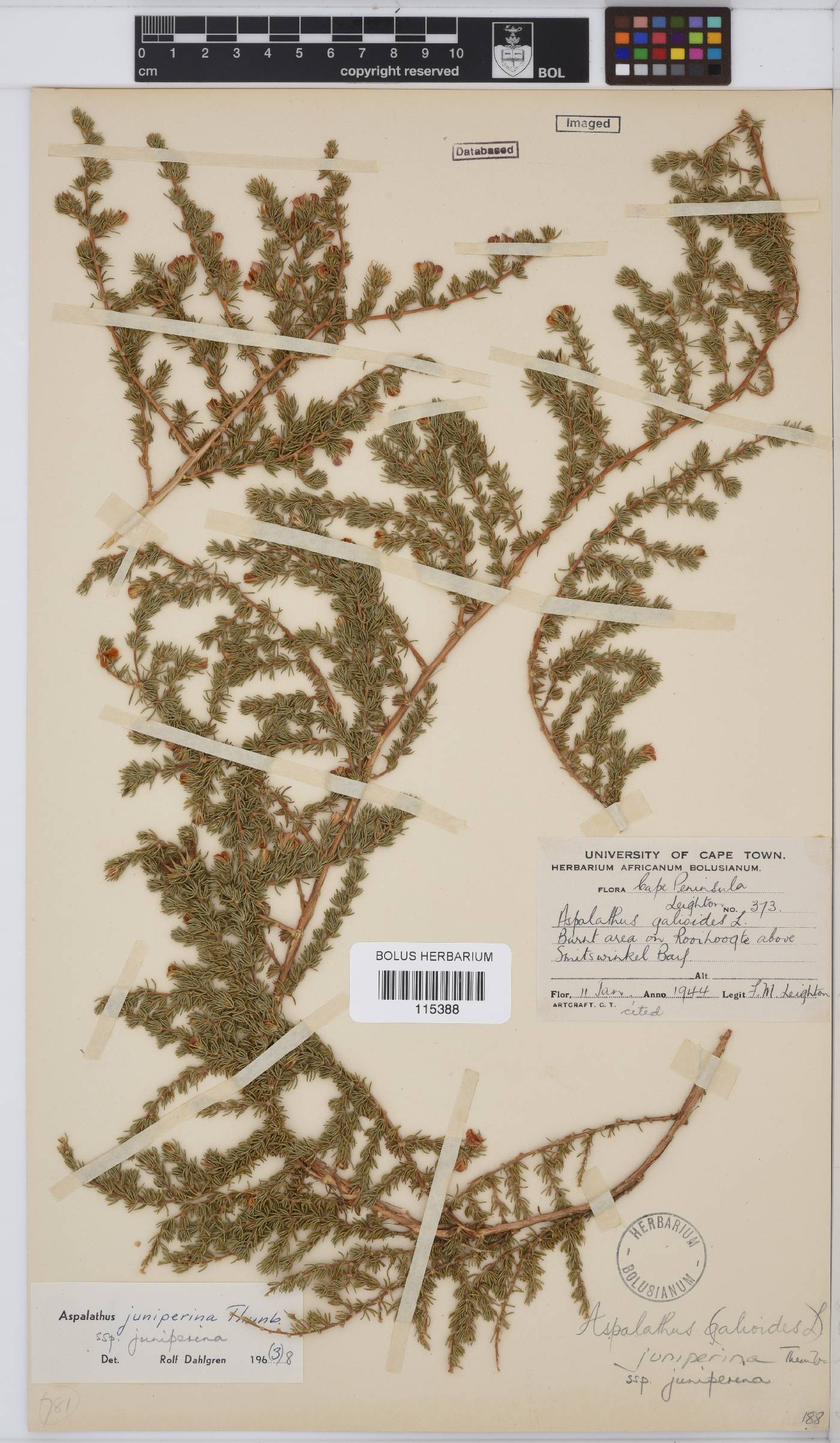 Aspalathus juniperina subsp. juniperina image