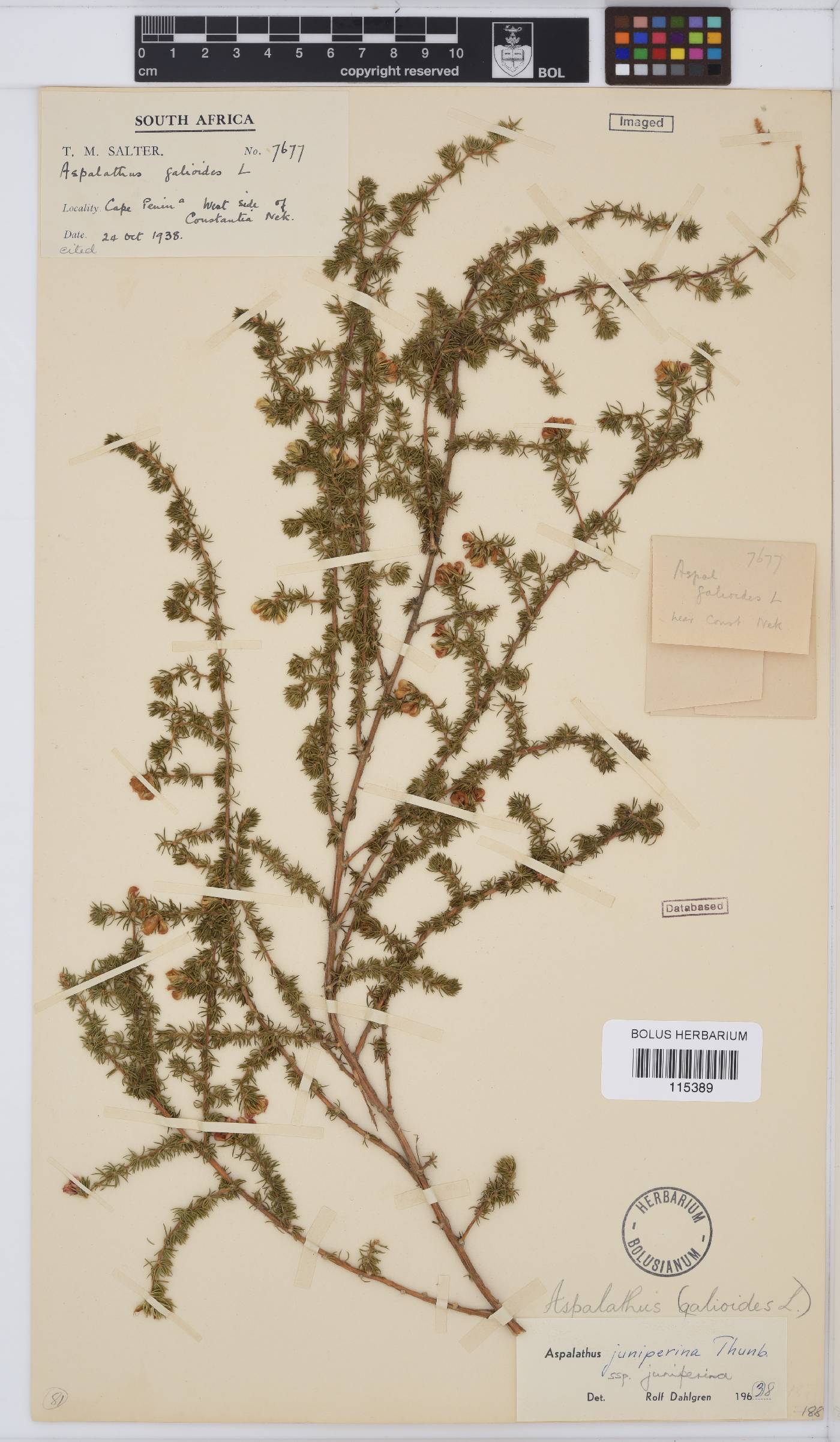 Aspalathus juniperina subsp. juniperina image