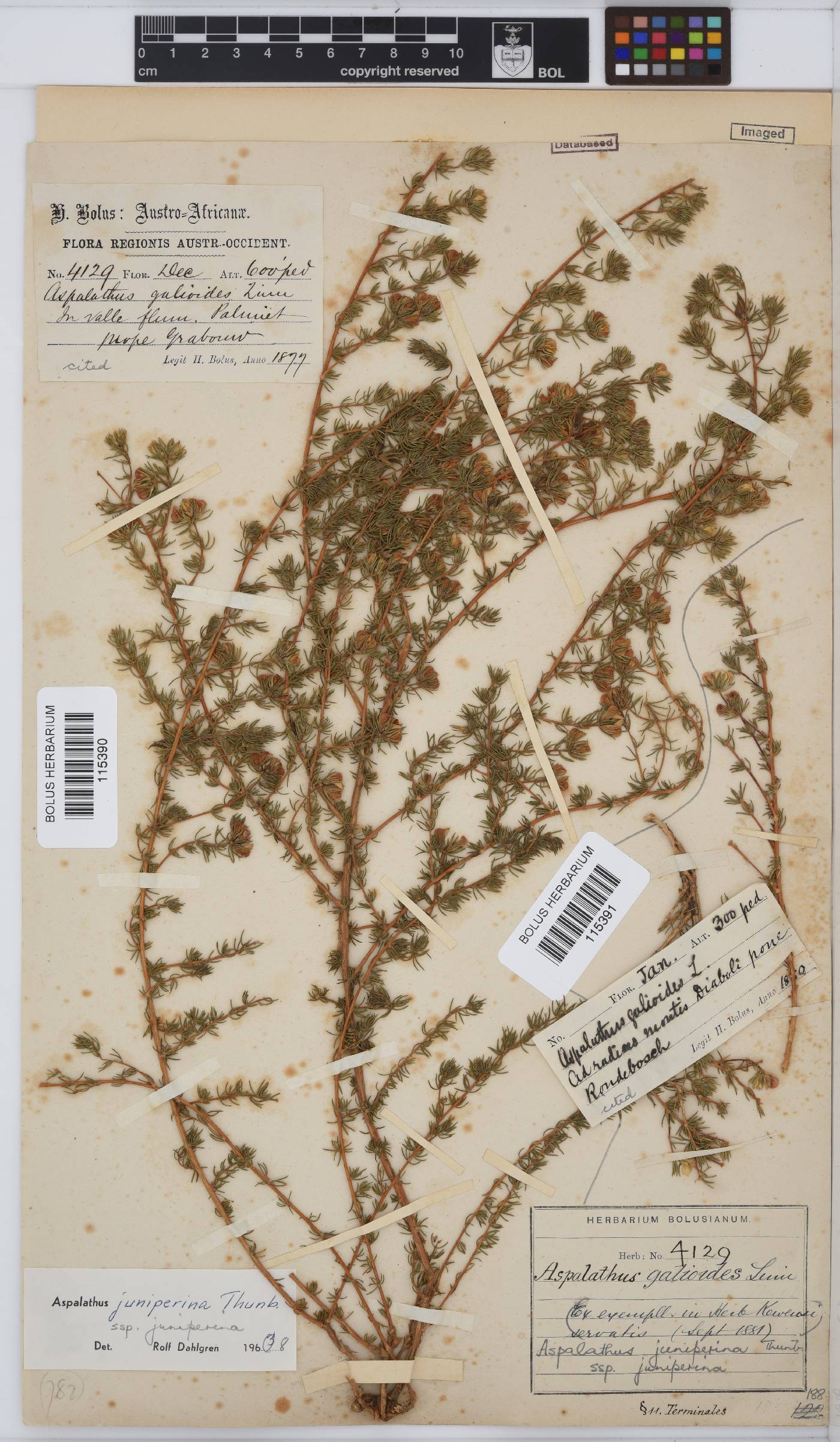 Aspalathus juniperina subsp. juniperina image