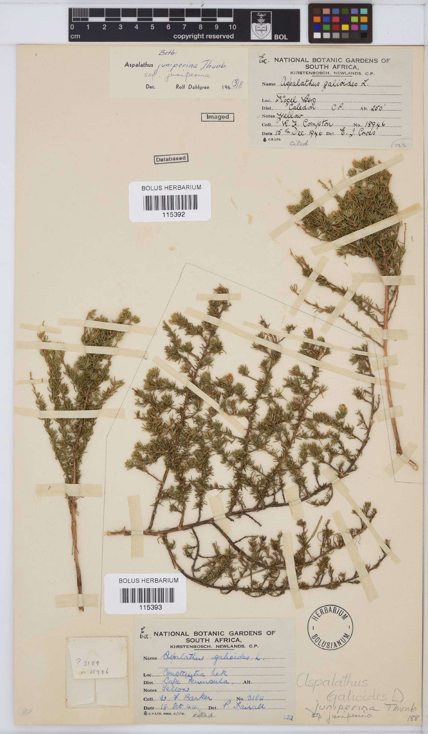 Aspalathus juniperina subsp. juniperina image