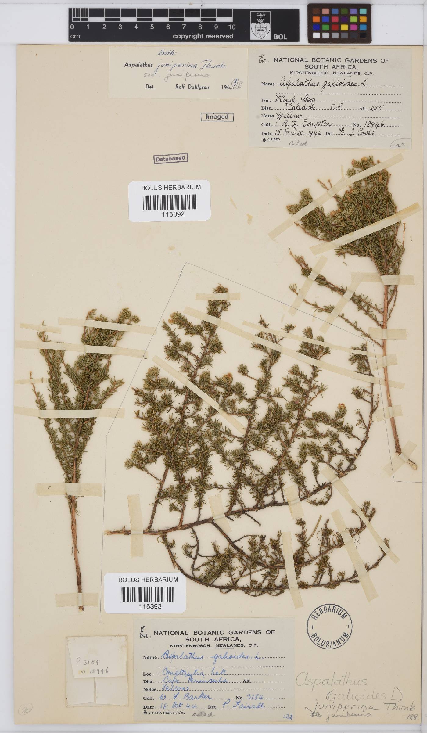 Aspalathus juniperina subsp. juniperina image