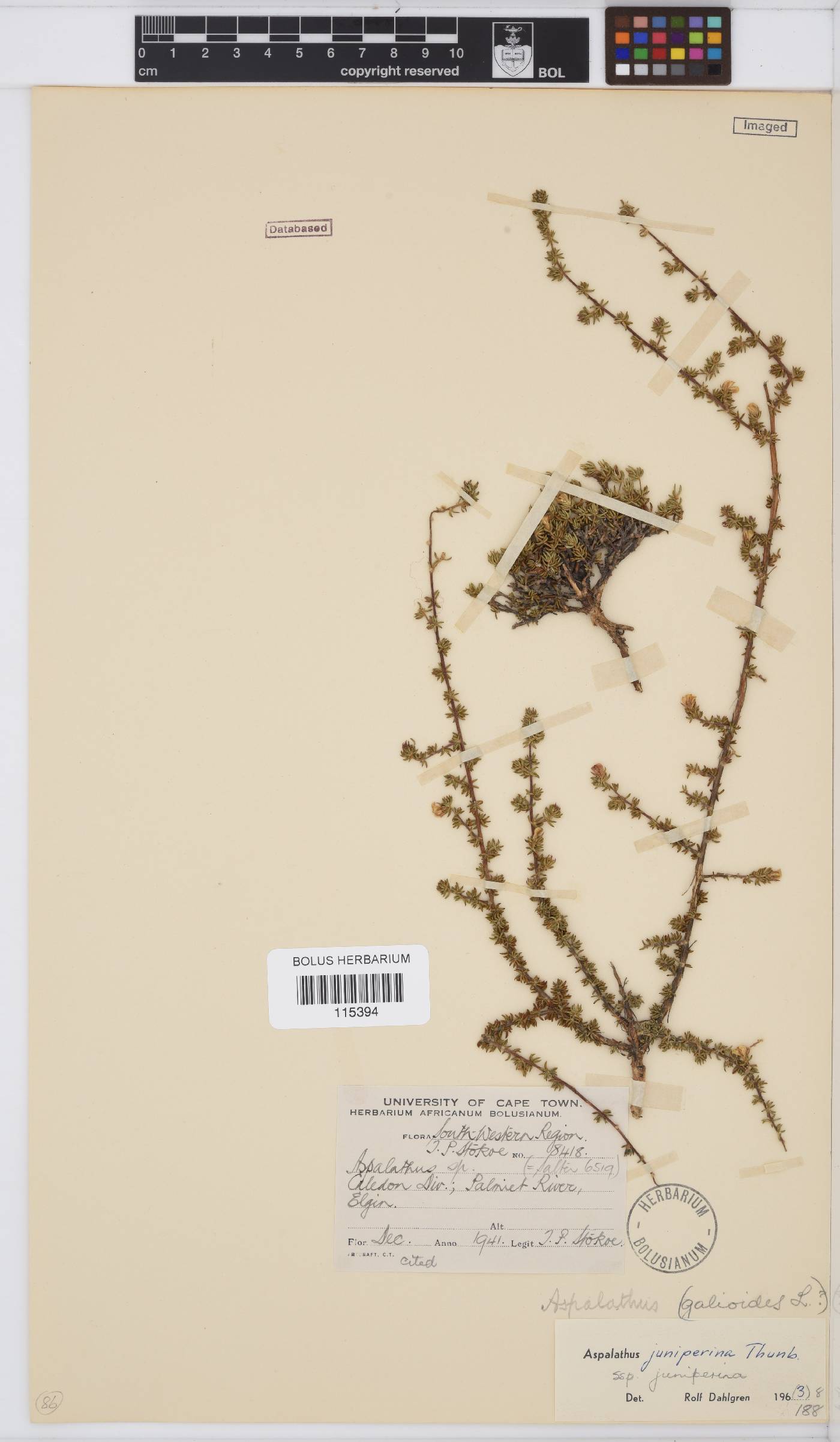 Aspalathus juniperina subsp. juniperina image