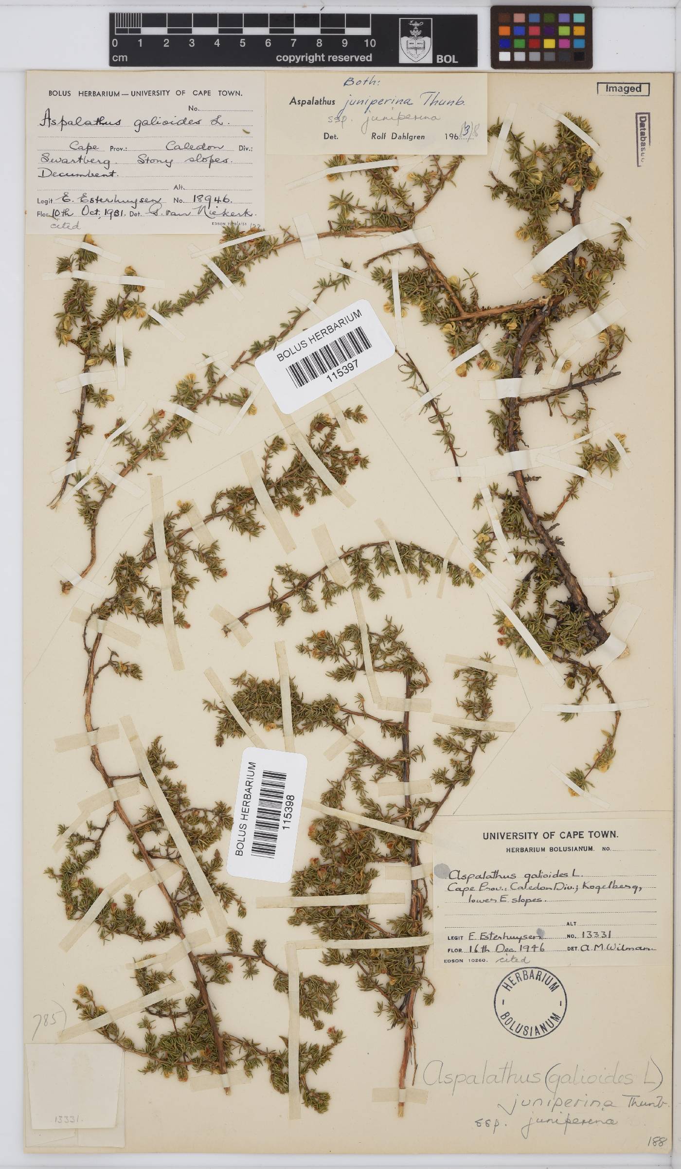 Aspalathus juniperina subsp. juniperina image