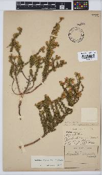 Aspalathus chrysantha image