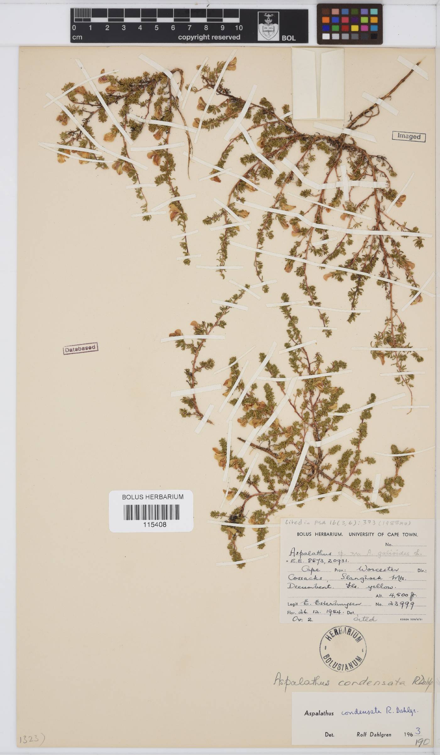 Aspalathus chrysantha image