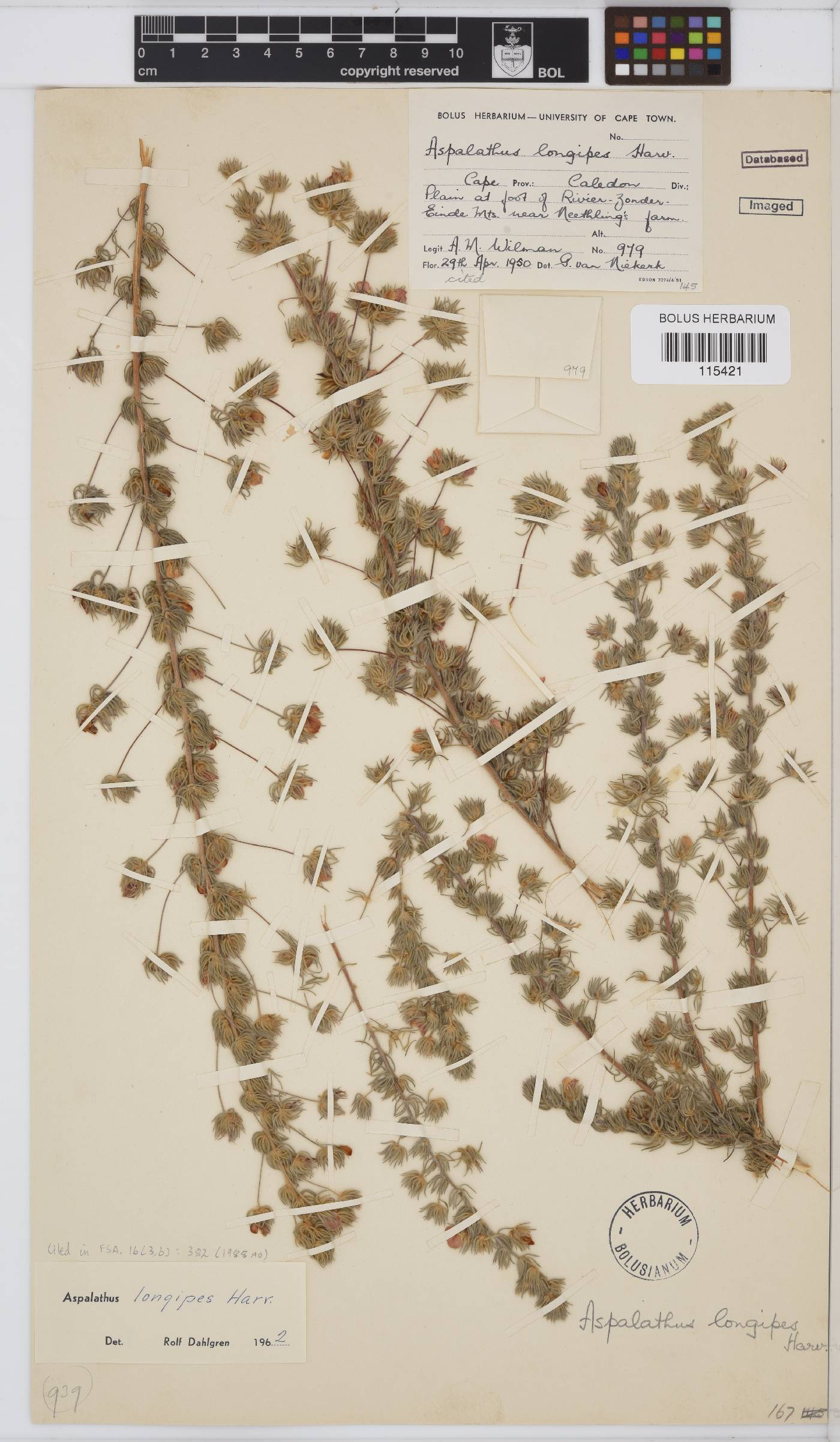 Aspalathus longipes image
