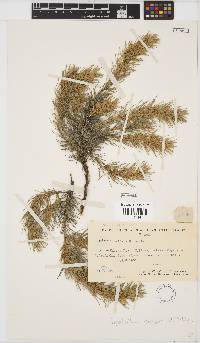 Aspalathus florifera image
