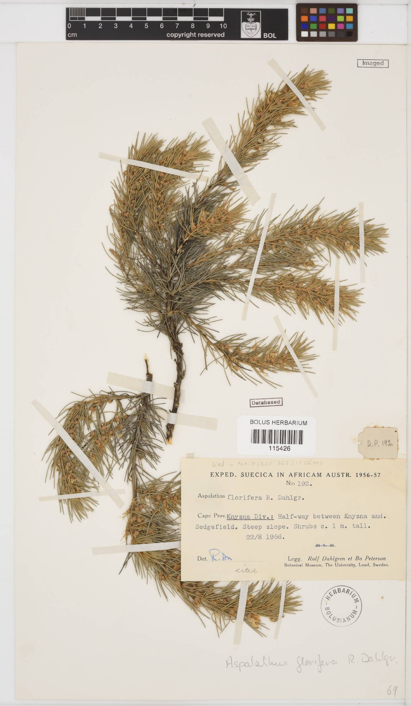 Aspalathus florifera image