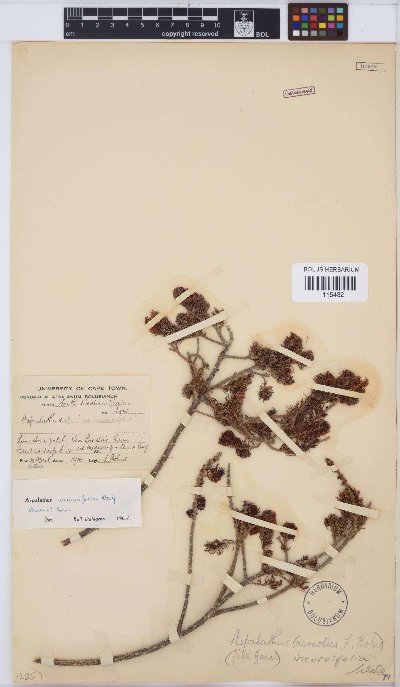 Aspalathus incurvifolia image