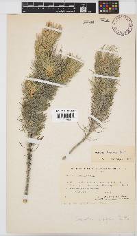 Aspalathus longifolia image