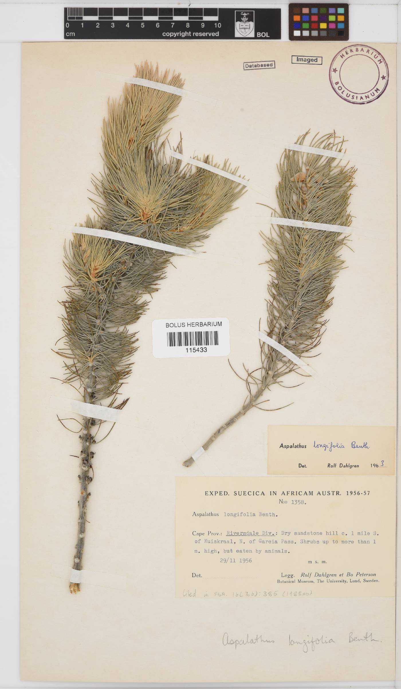 Aspalathus longifolia image