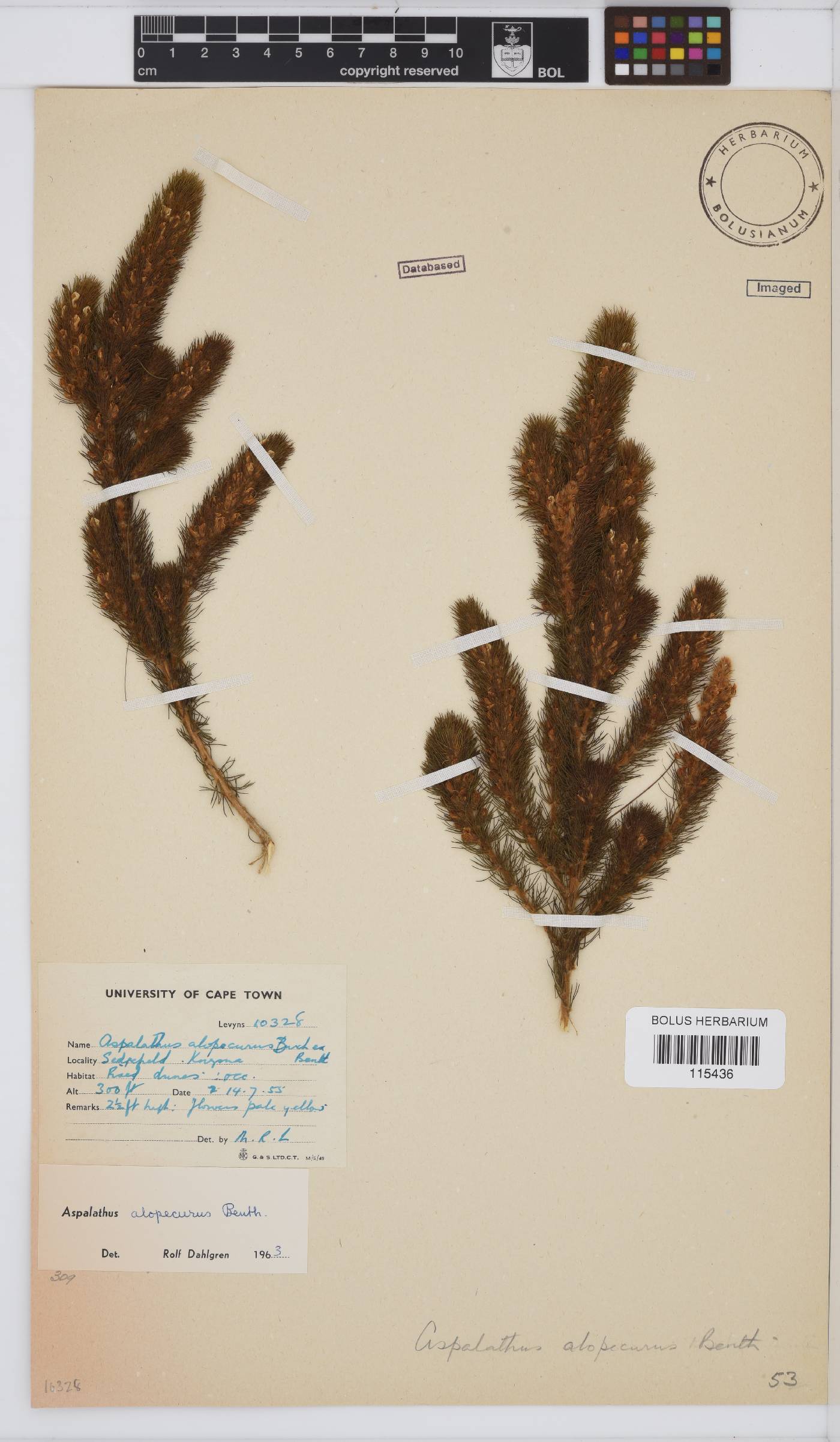 Aspalathus alopecurus image