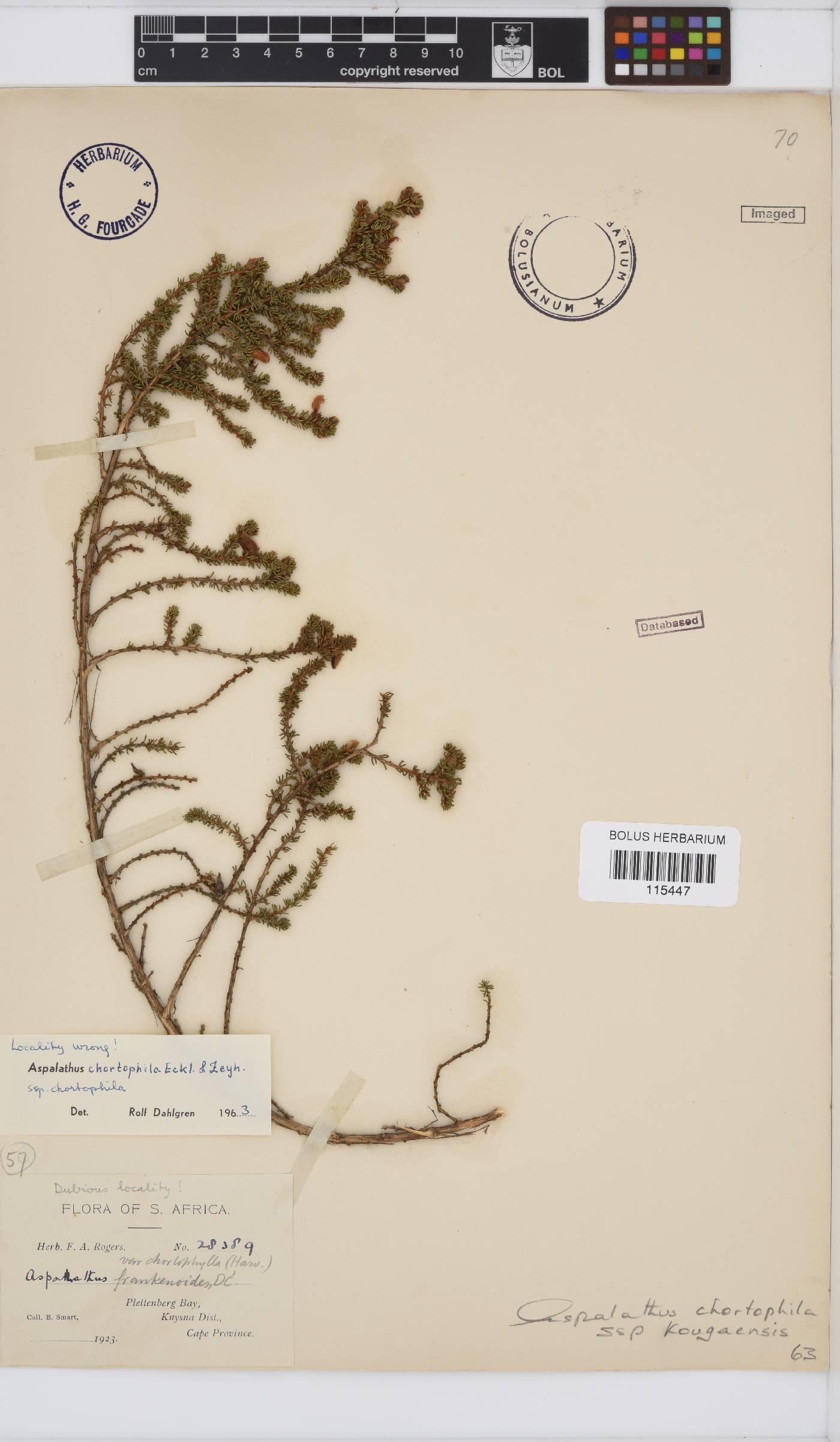 Aspalathus chortophila image