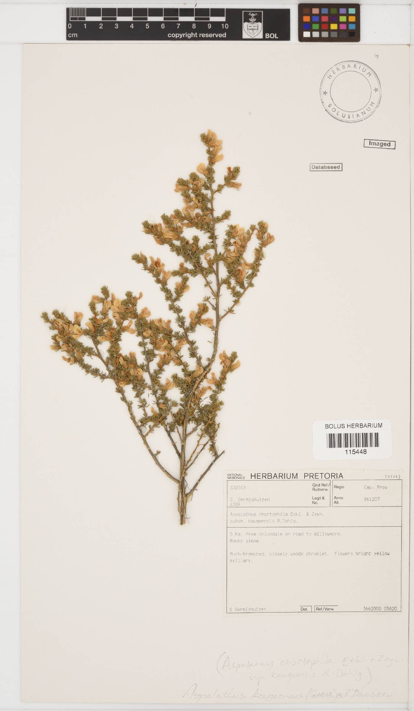 Aspalathus chortophila image