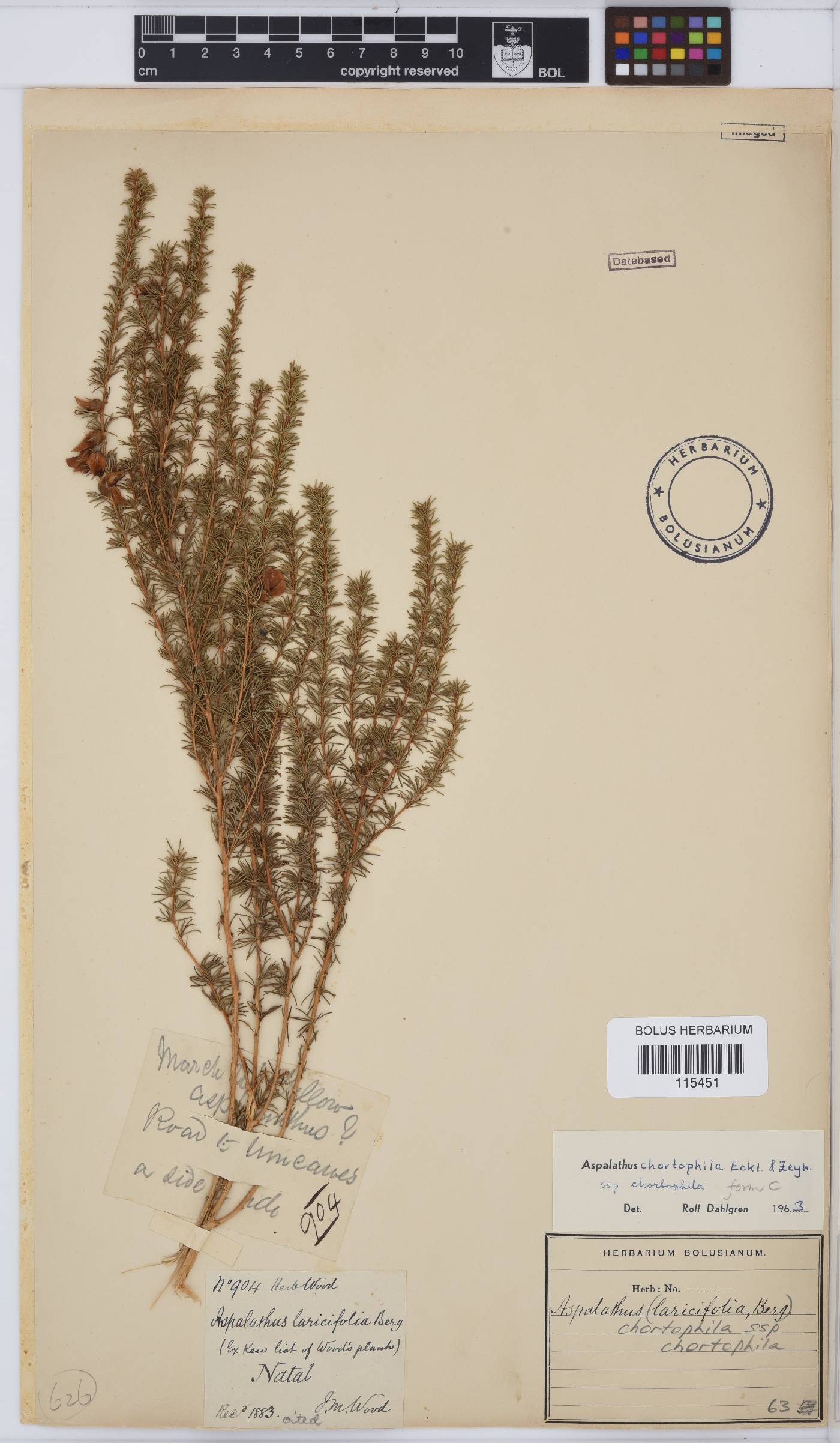 Aspalathus chortophila image