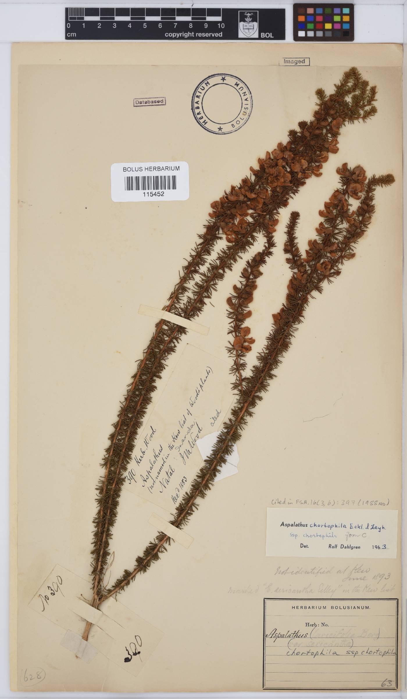 Aspalathus chortophila image