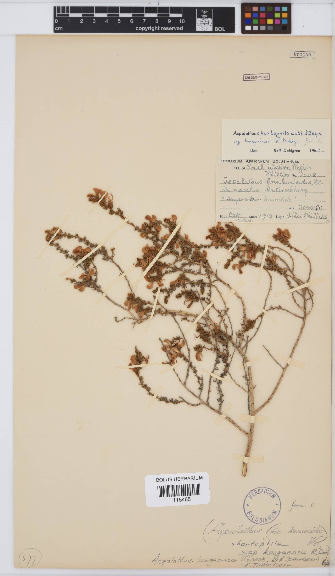 Aspalathus kougaensis image