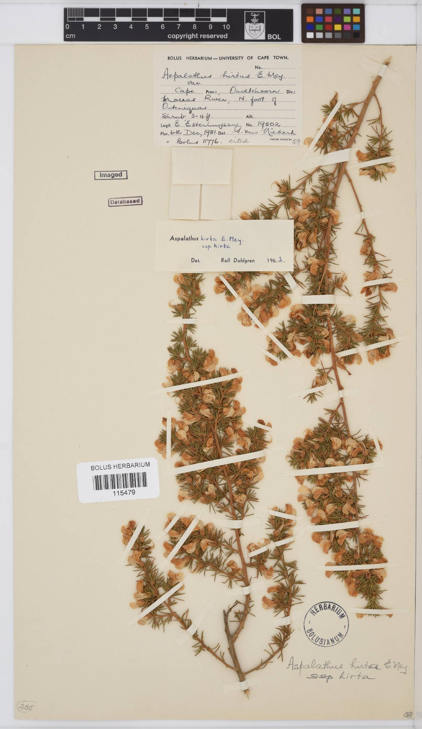 Aspalathus hirta subsp. hirta image