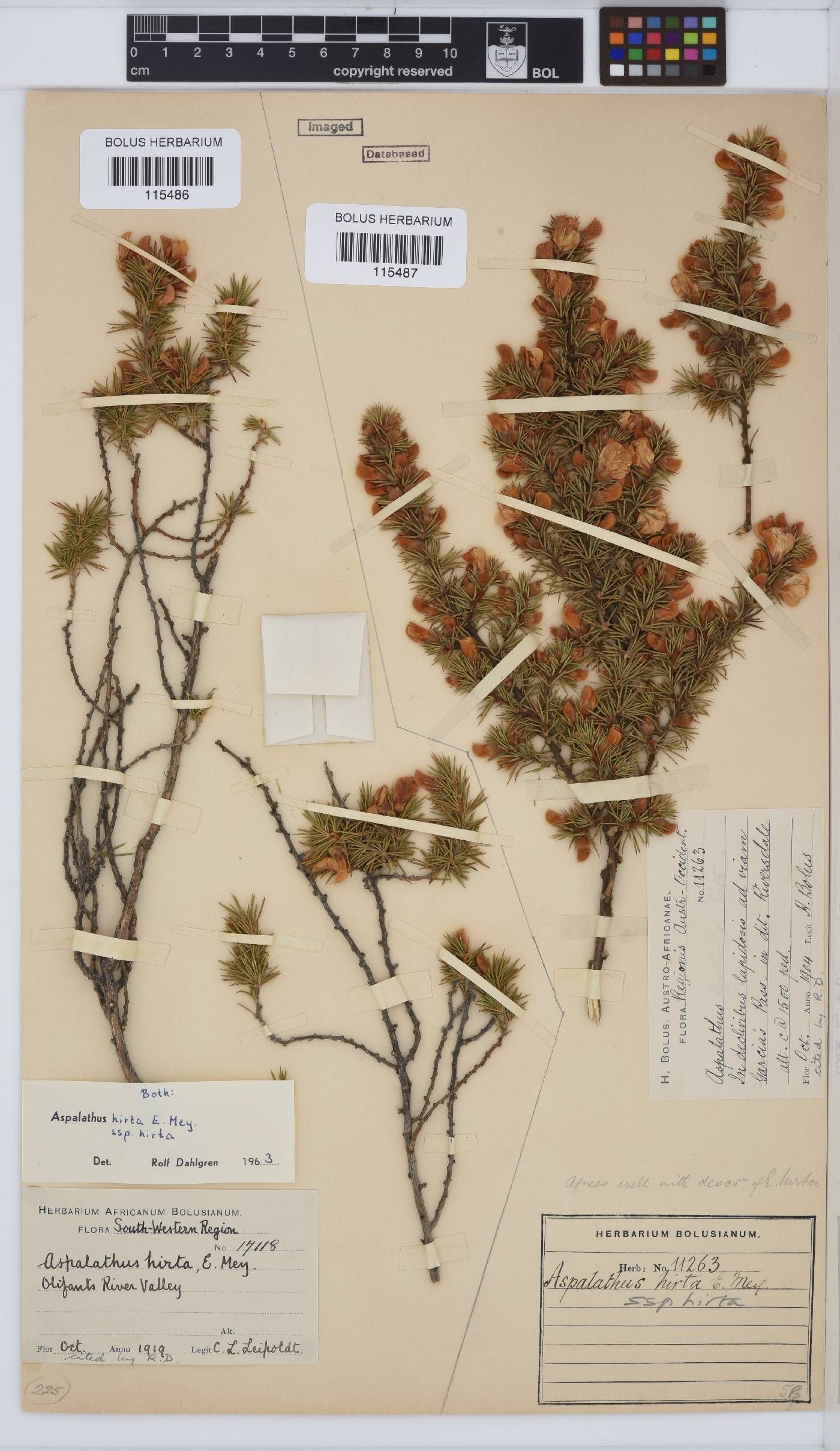 Aspalathus hirta subsp. hirta image