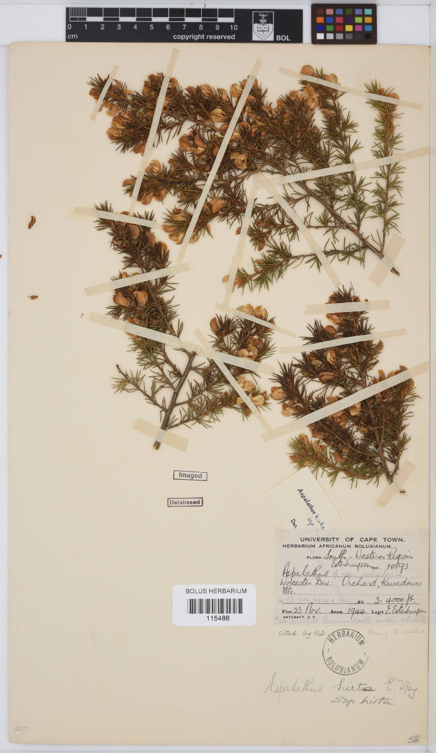Aspalathus hirta image