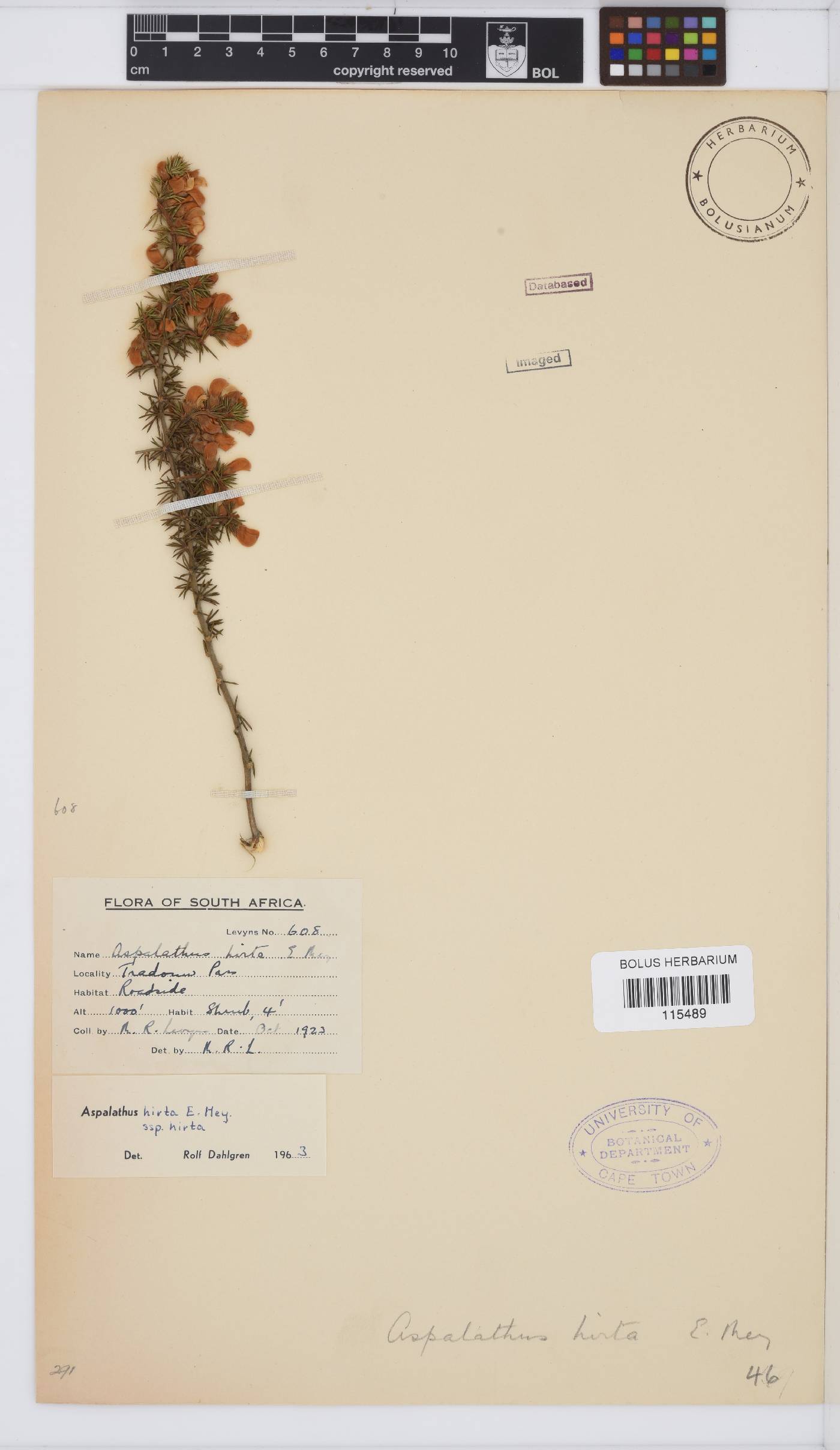 Aspalathus hirta subsp. hirta image