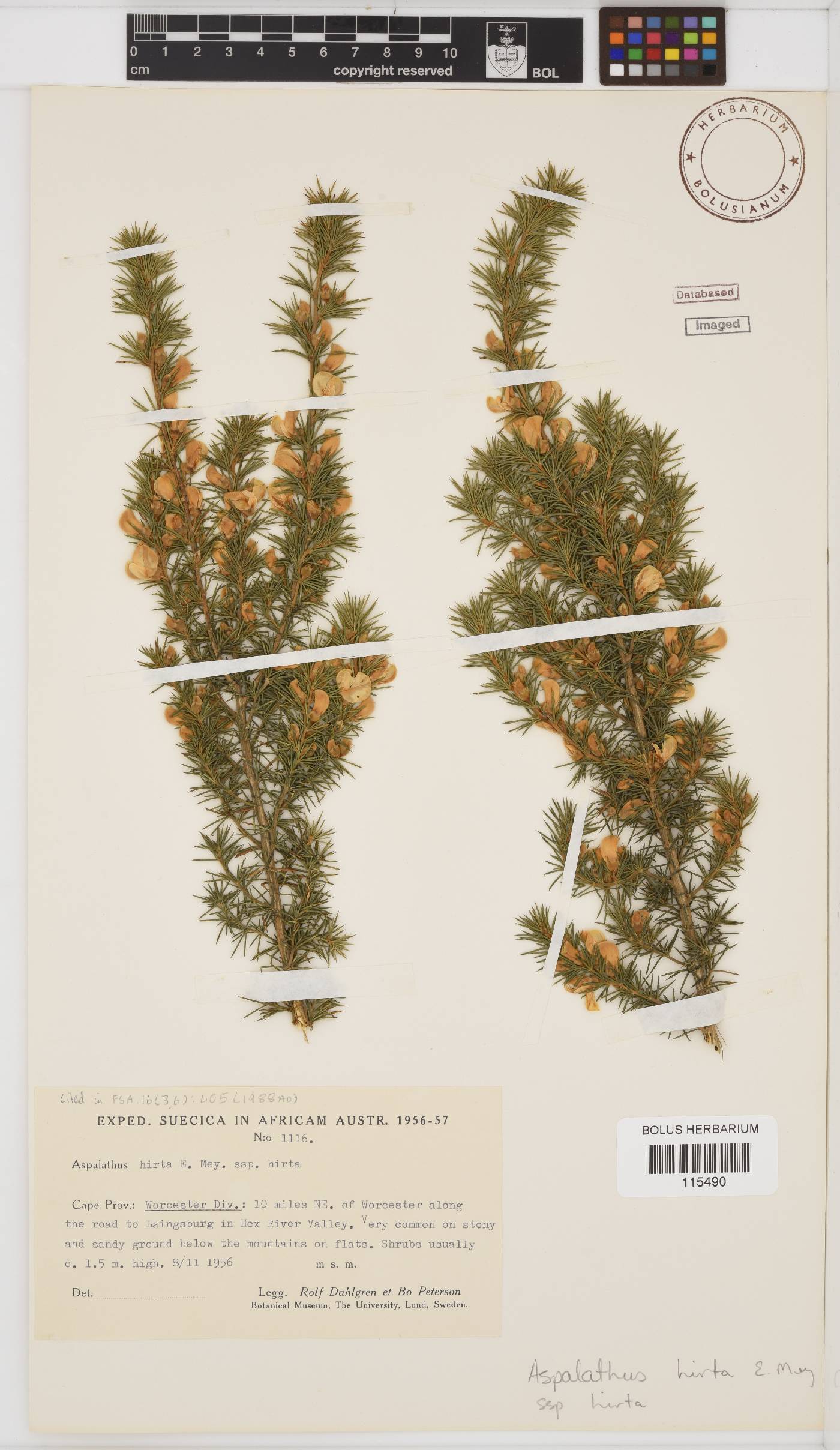 Aspalathus hirta subsp. hirta image