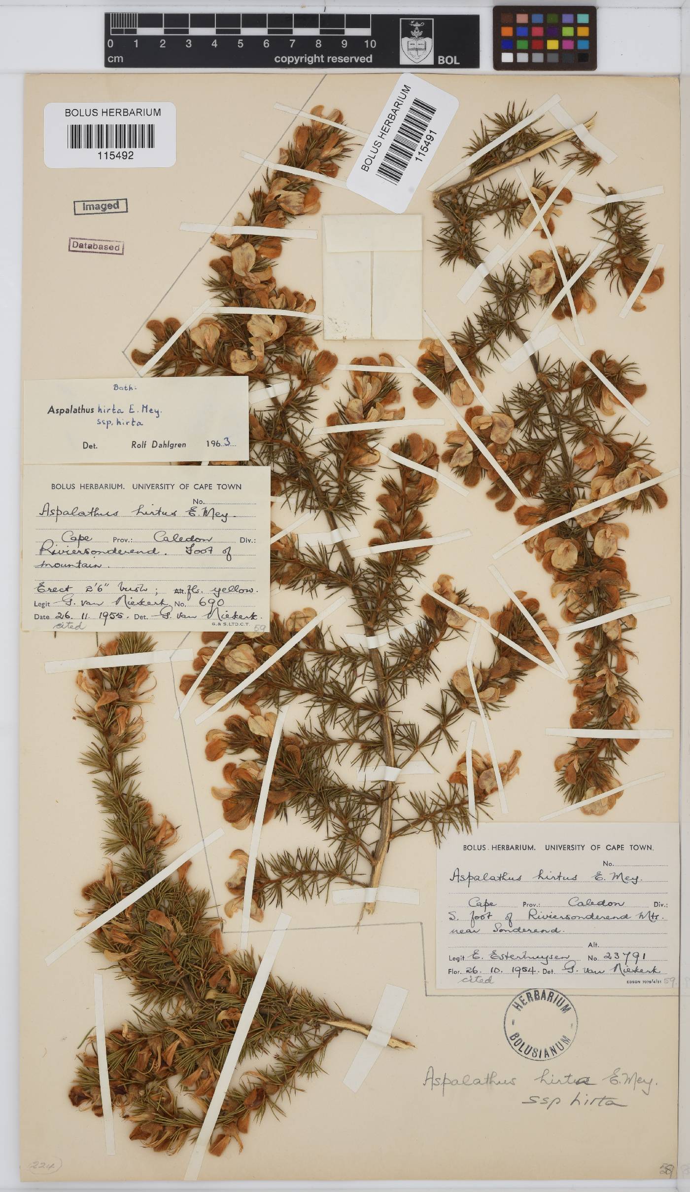 Aspalathus hirta image