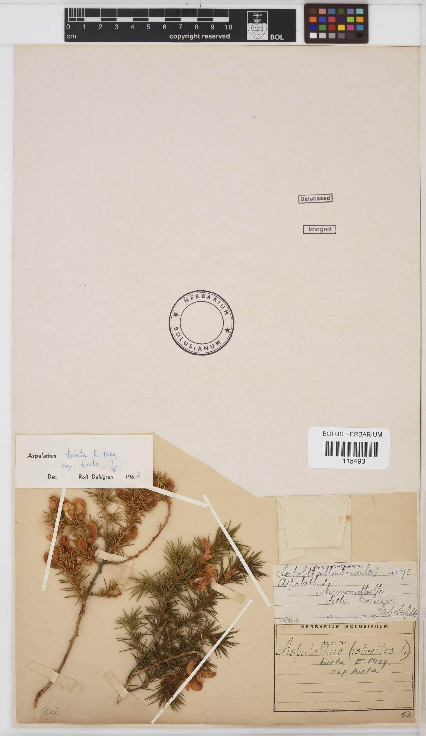 Aspalathus hirta subsp. hirta image