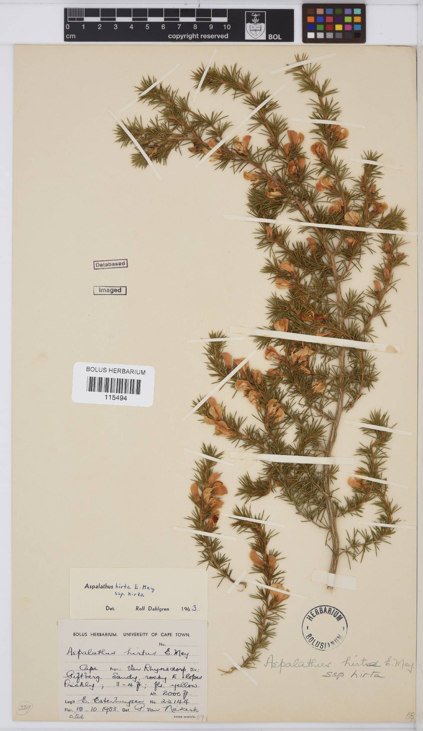 Aspalathus hirta subsp. hirta image