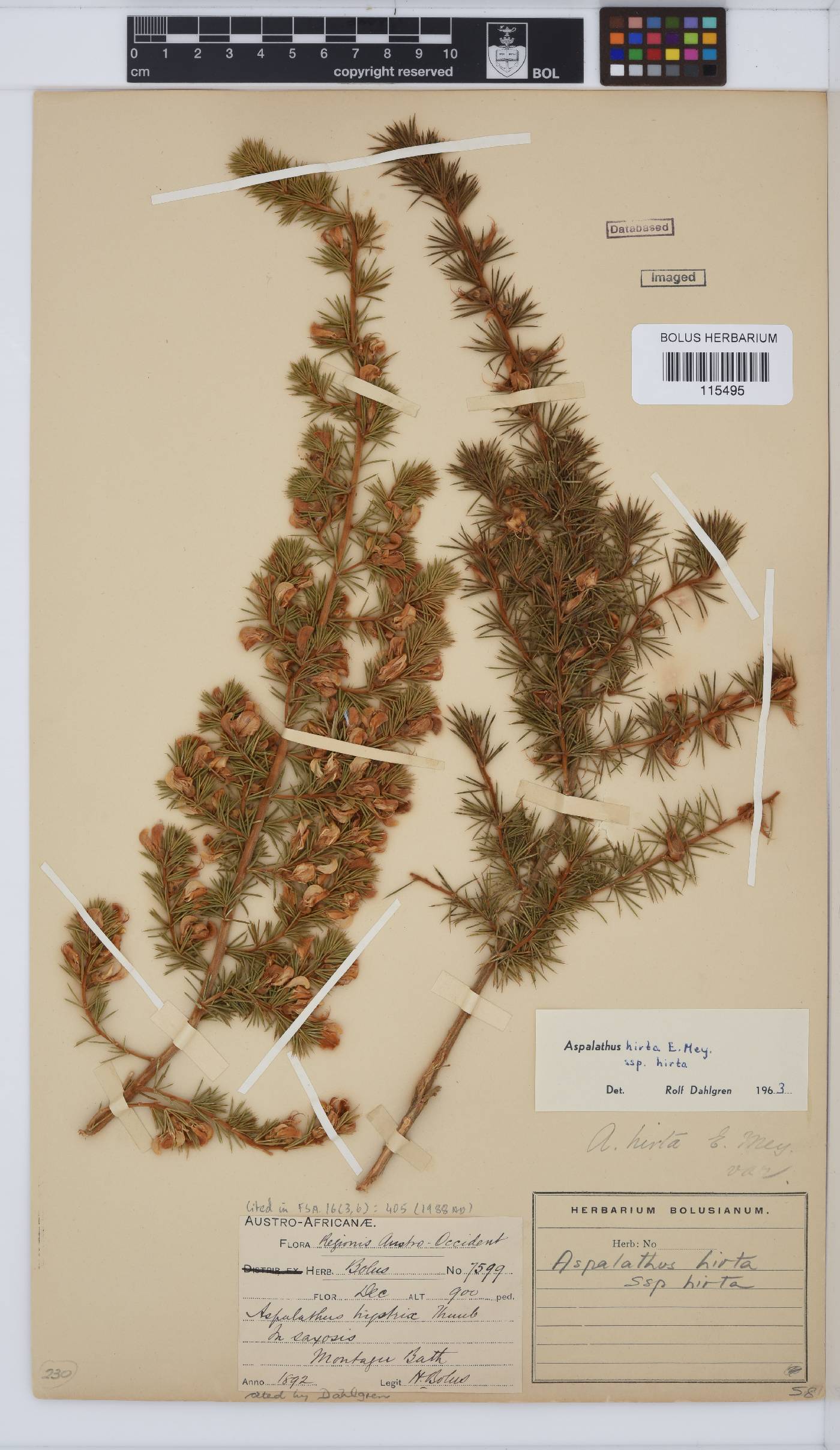 Aspalathus hirta subsp. hirta image