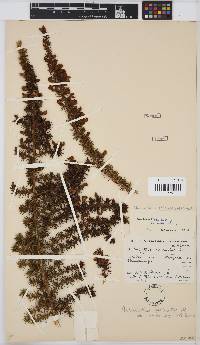 Aspalathus hirta subsp. stellaris image