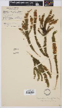 Aspalathus laricifolia image