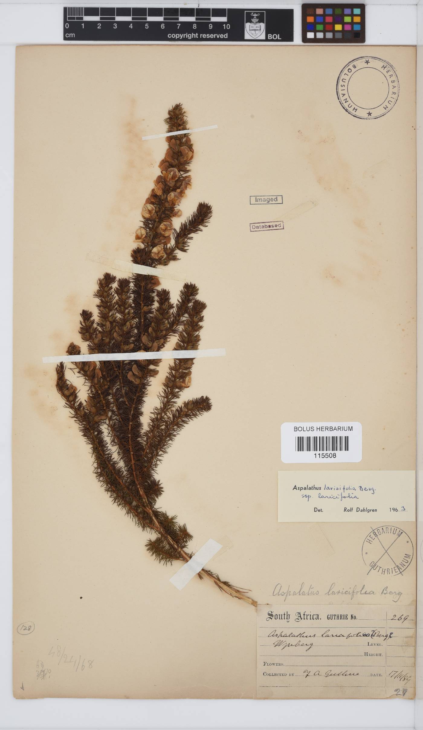 Aspalathus laricifolia subsp. laricifolia image