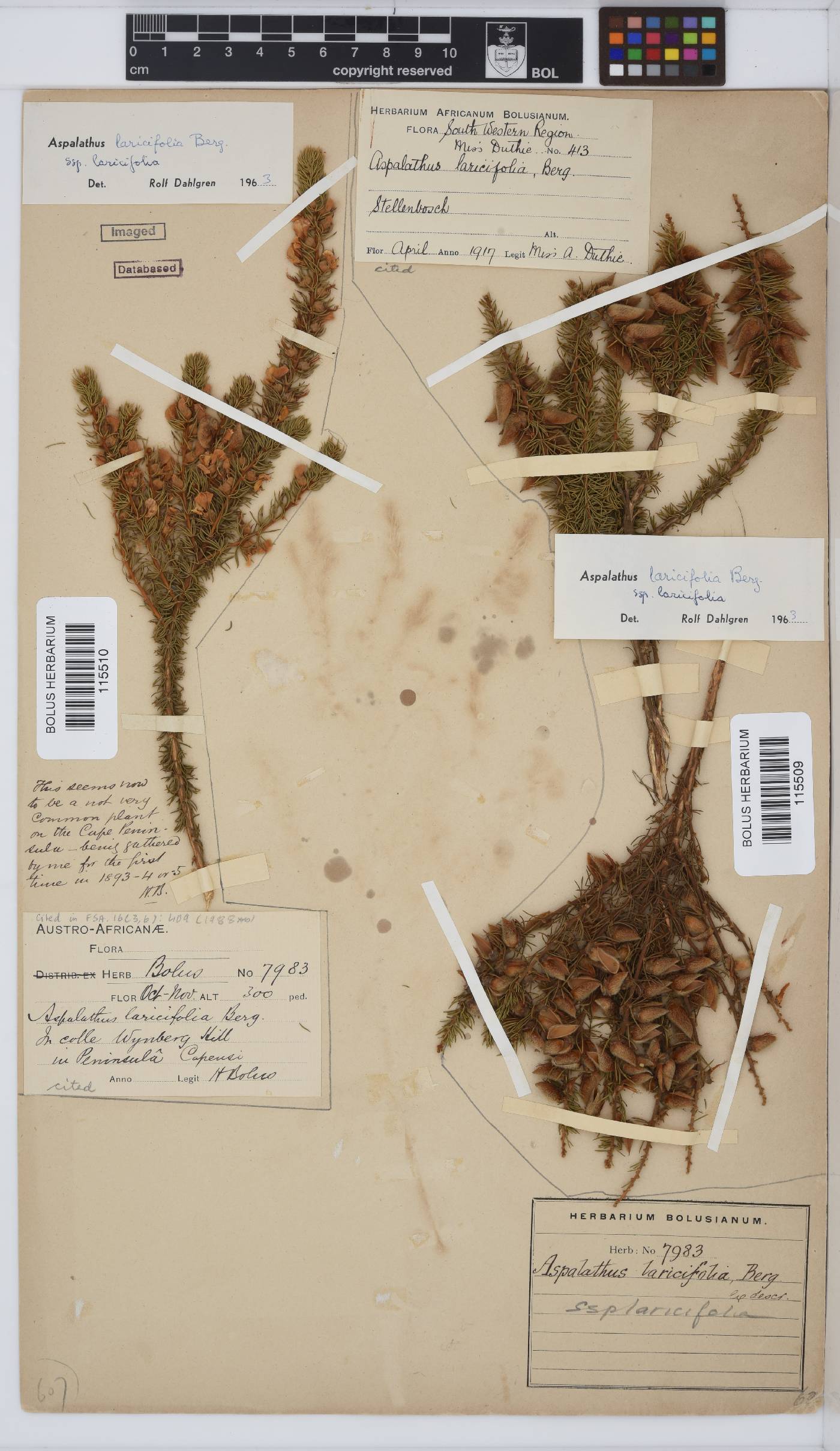 Aspalathus laricifolia image