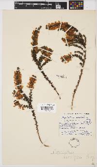 Aspalathus laricifolia image