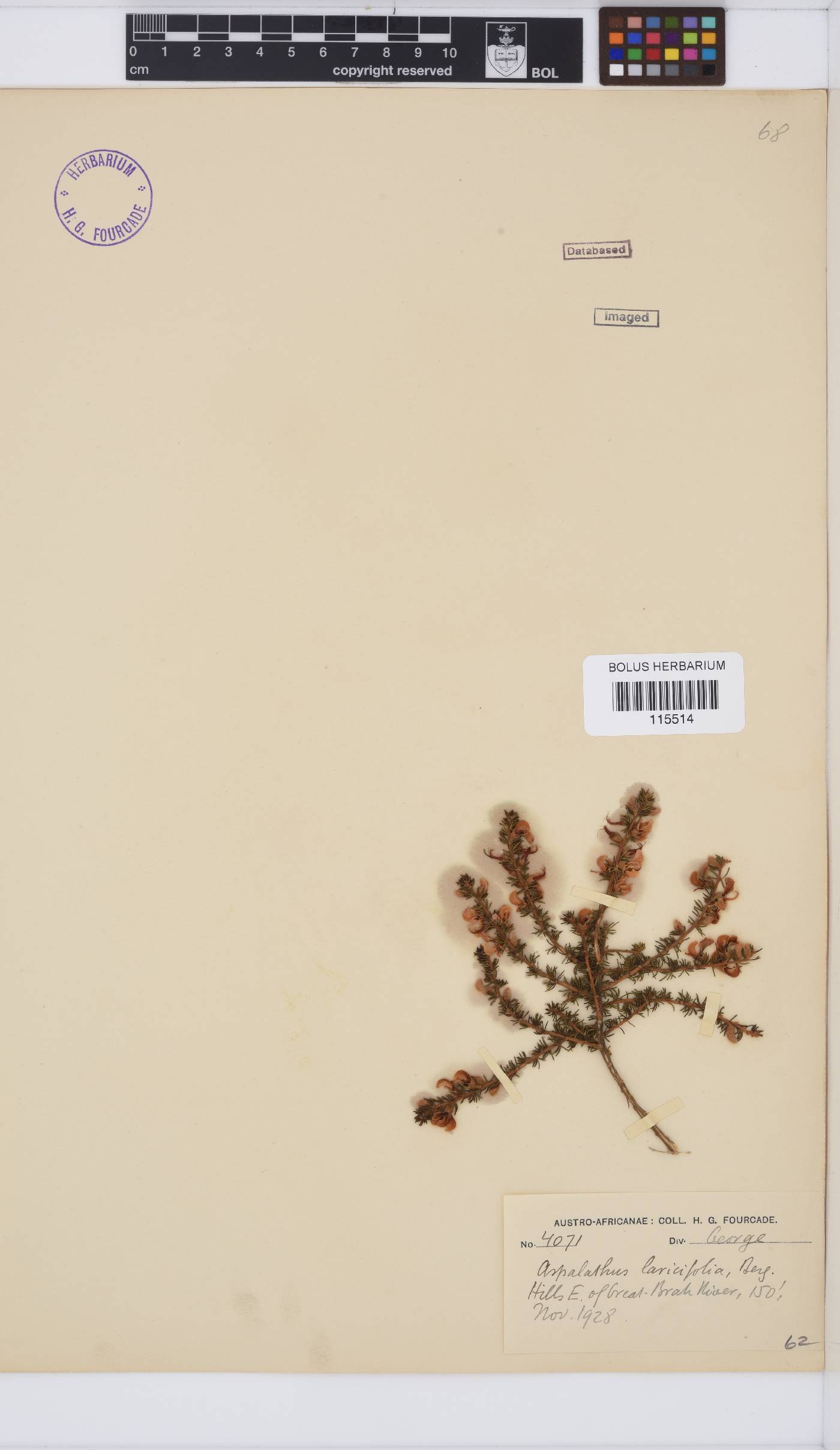Aspalathus laricifolia subsp. laricifolia image