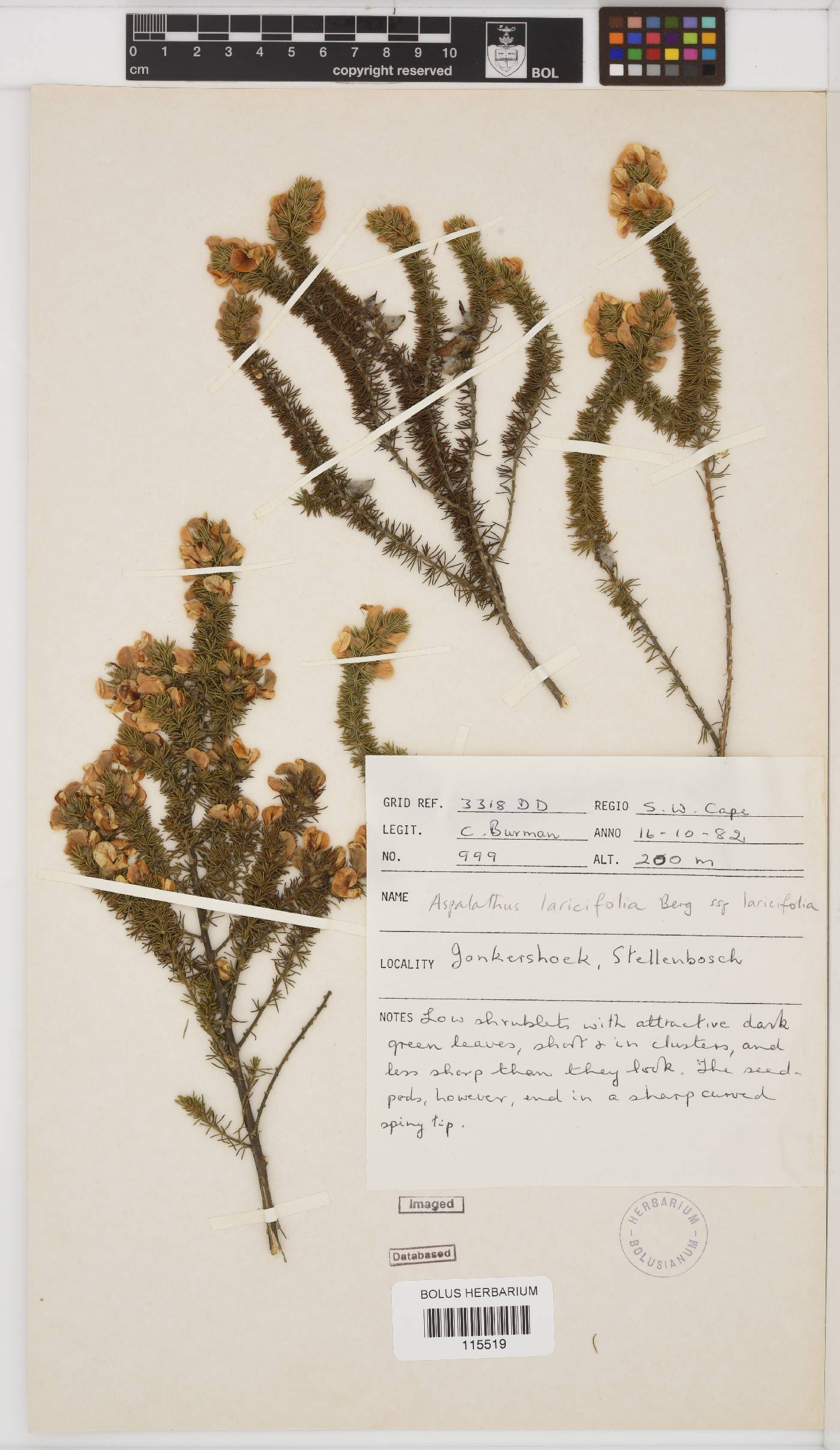 Aspalathus laricifolia image