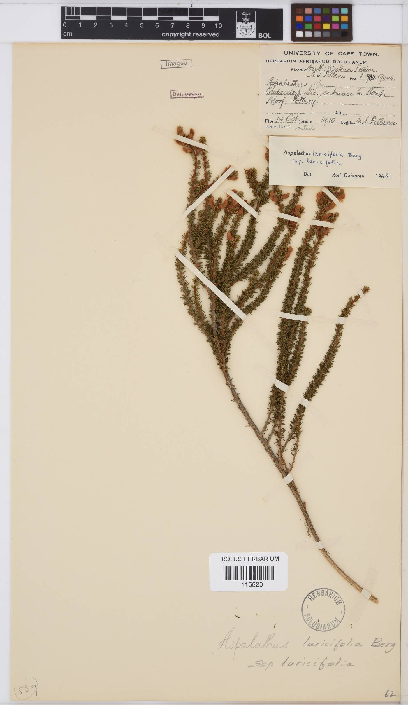 Aspalathus laricifolia image