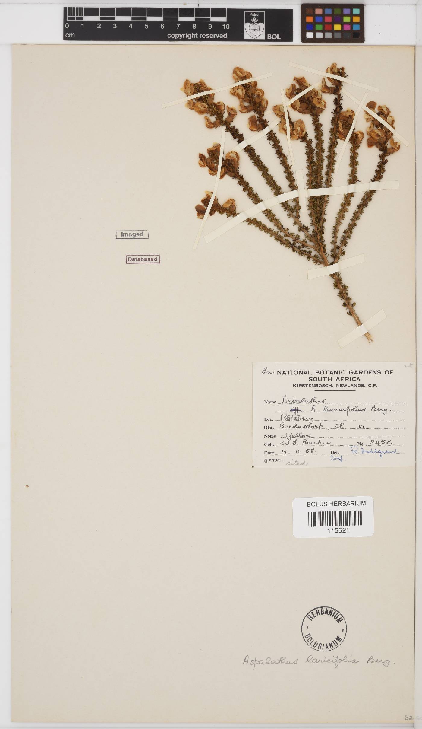 Aspalathus laricifolia subsp. laricifolia image