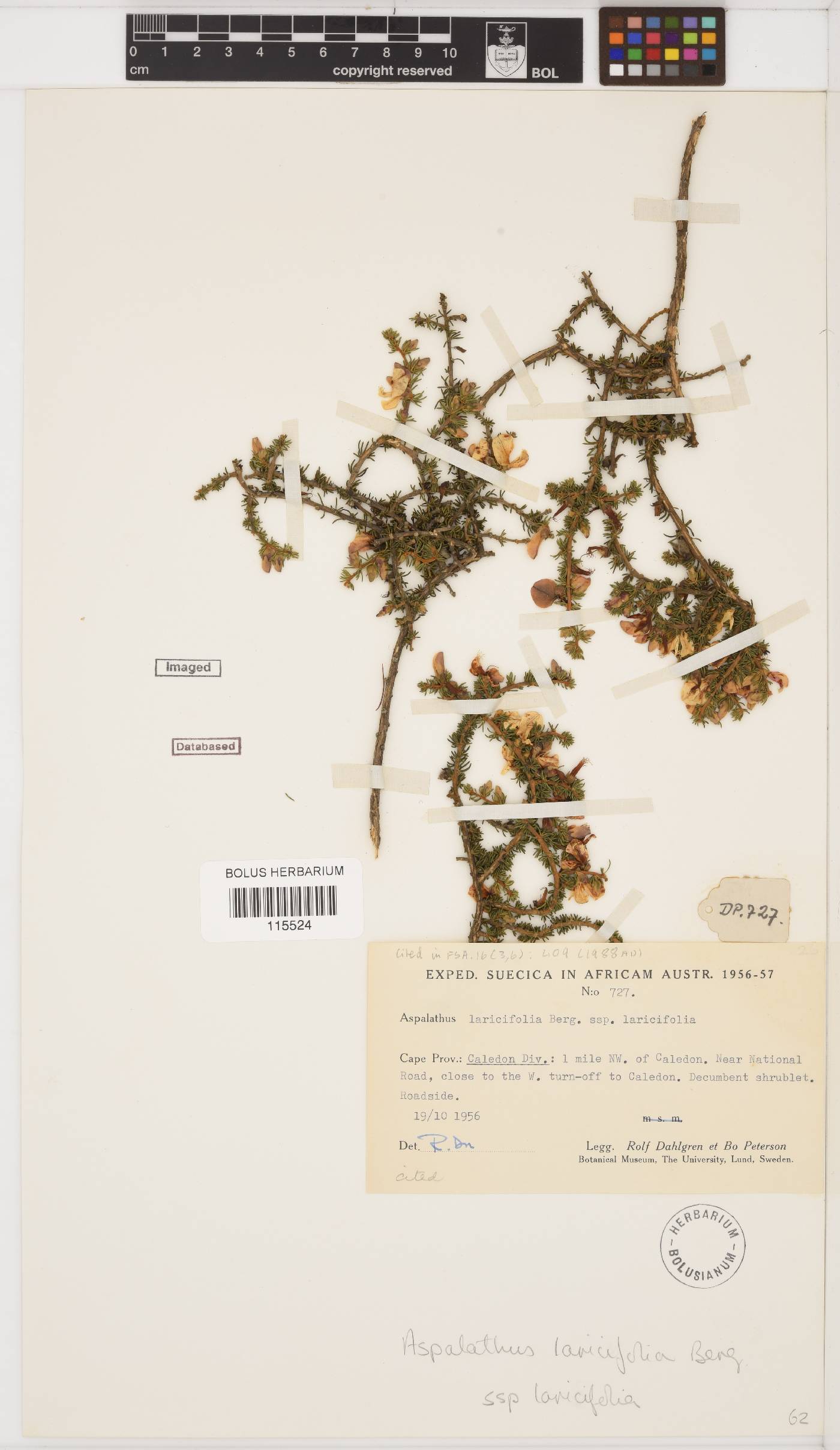Aspalathus laricifolia subsp. laricifolia image