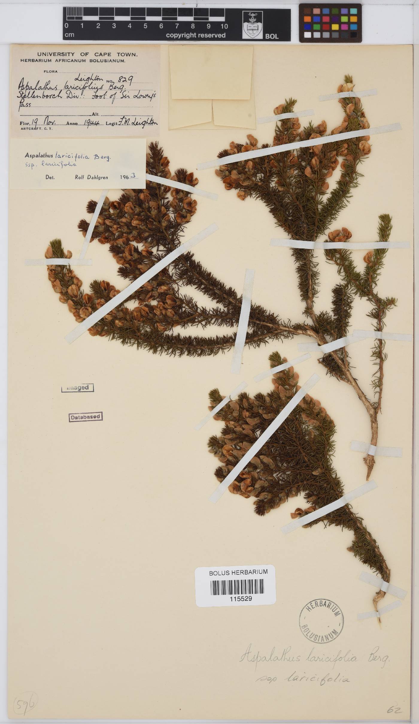 Aspalathus laricifolia image