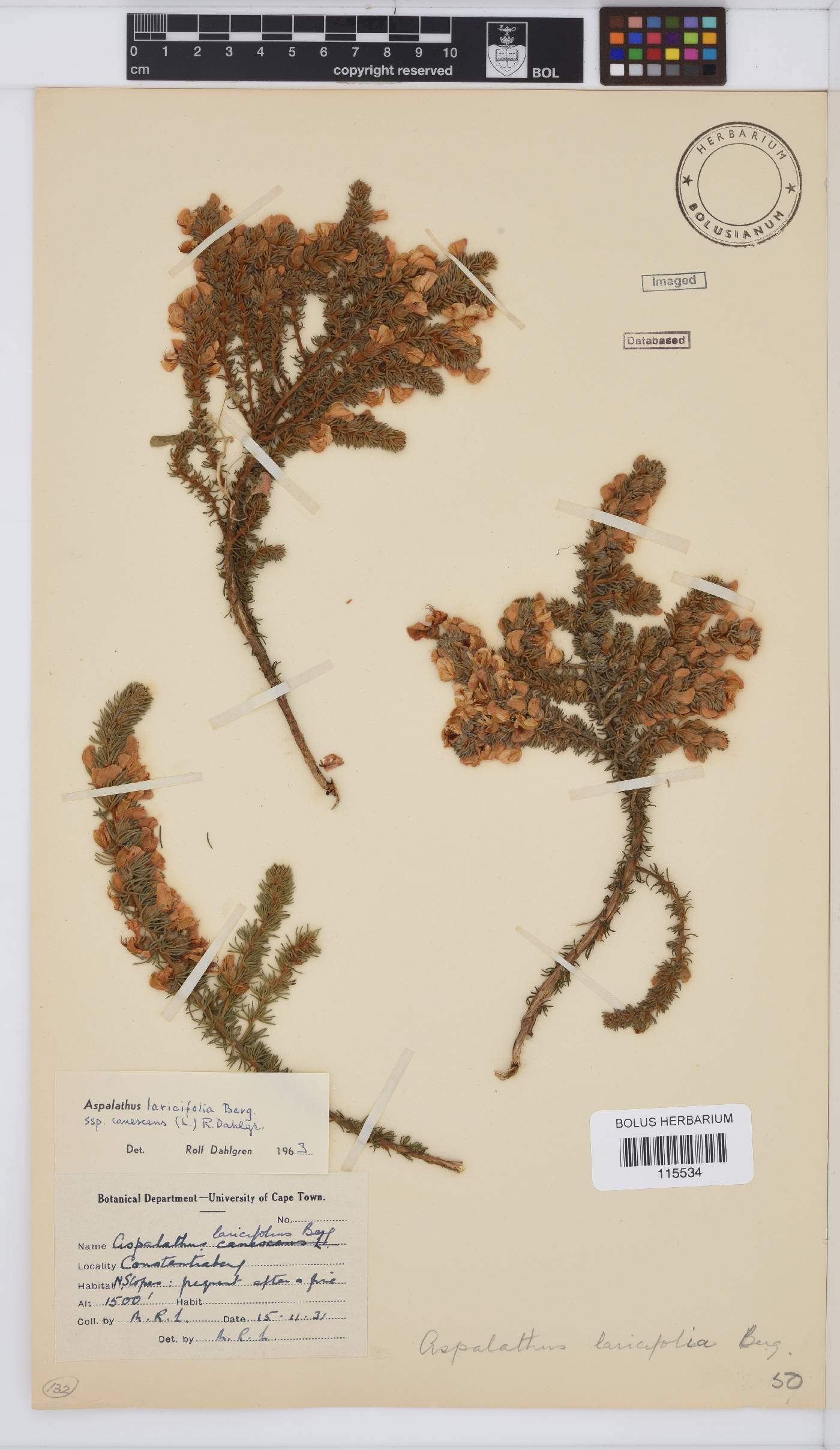 Aspalathus laricifolia subsp. canescens image