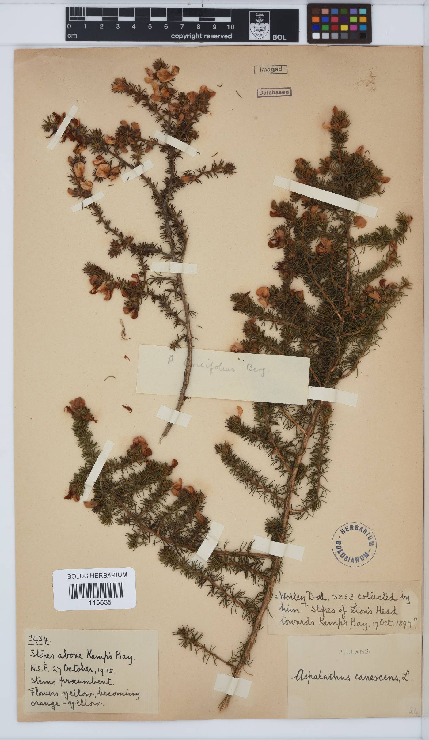 Aspalathus laricifolia subsp. canescens image