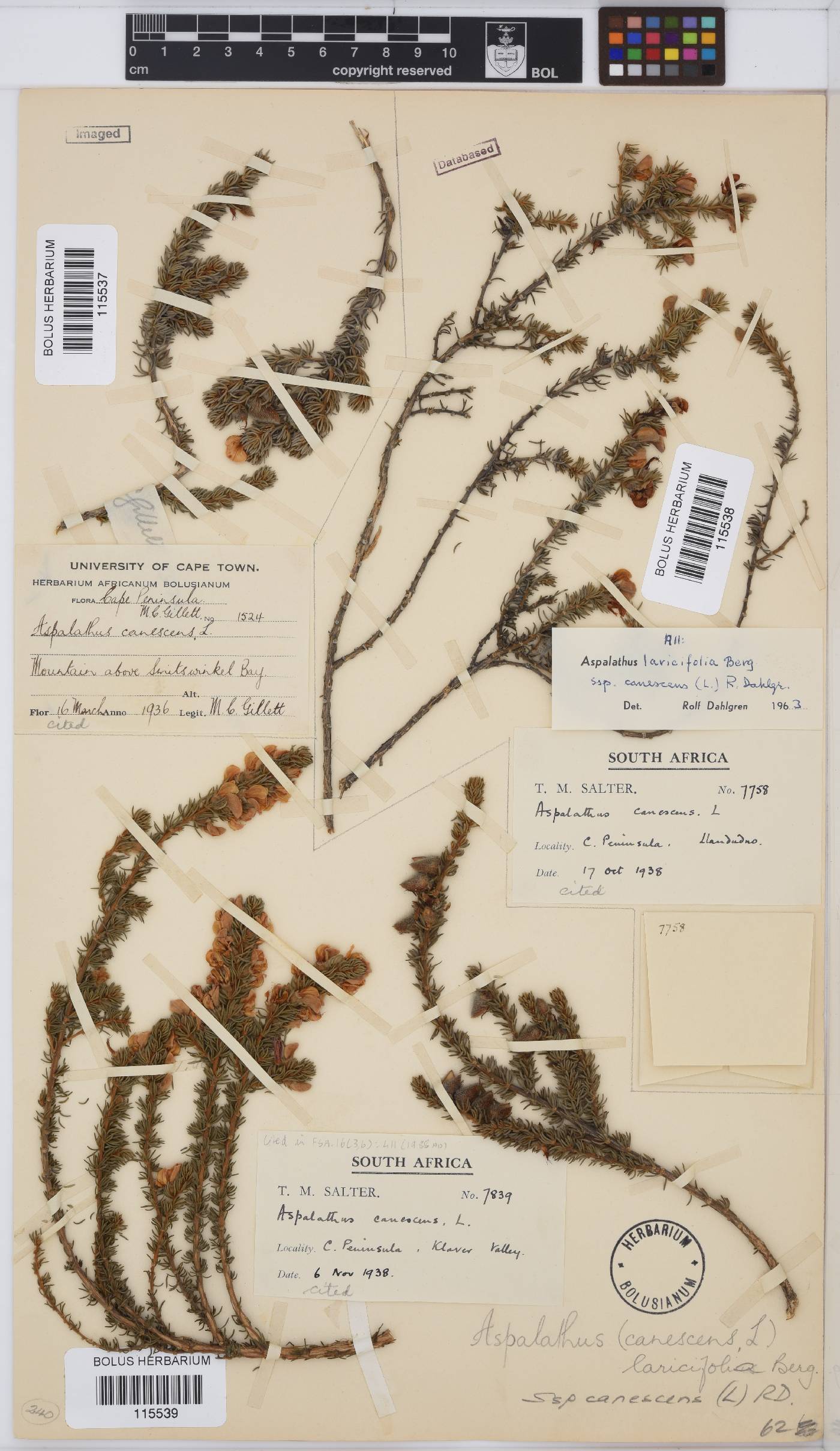 Aspalathus laricifolia image