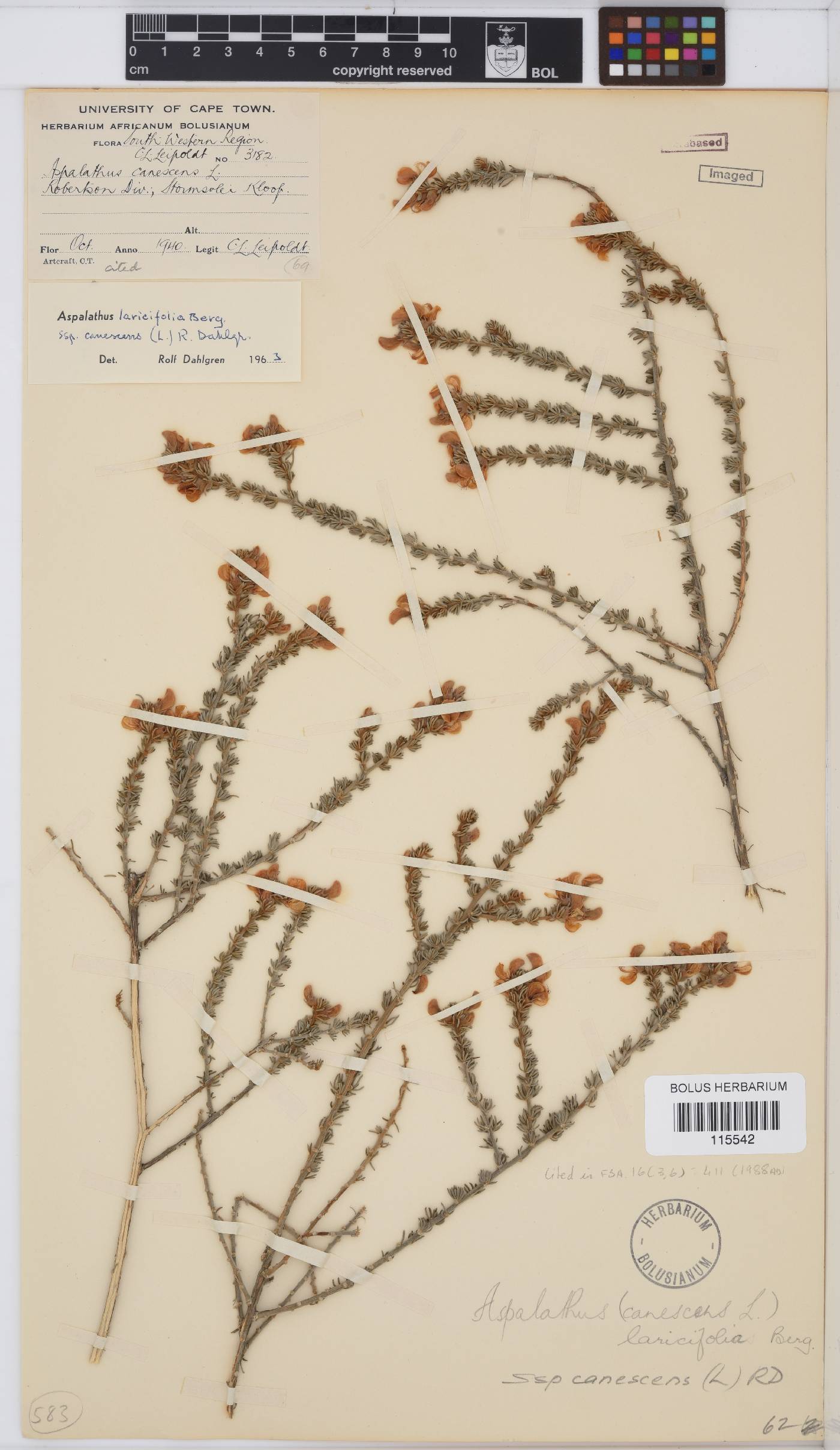 Aspalathus laricifolia subsp. canescens image