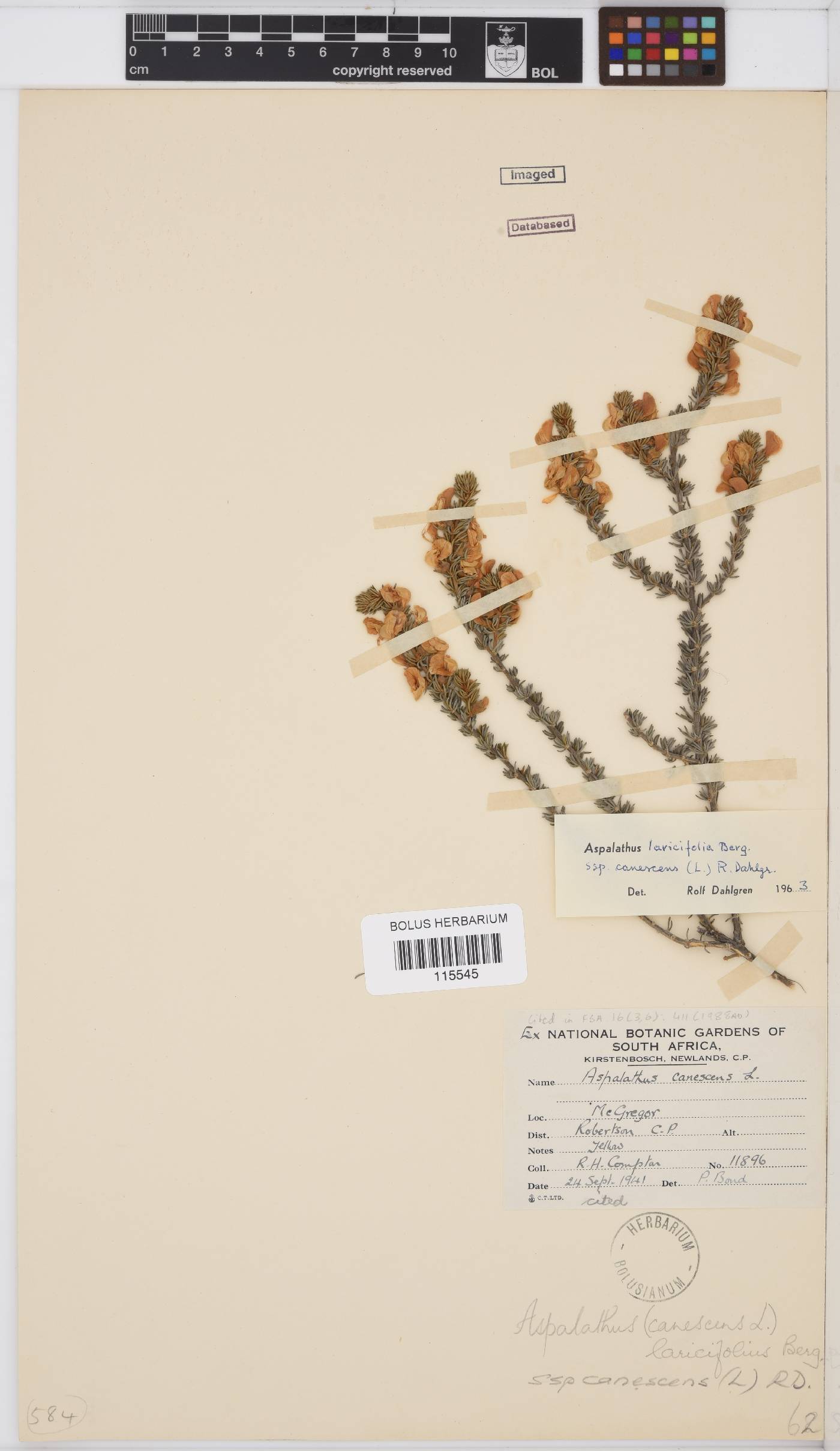 Aspalathus laricifolia subsp. canescens image